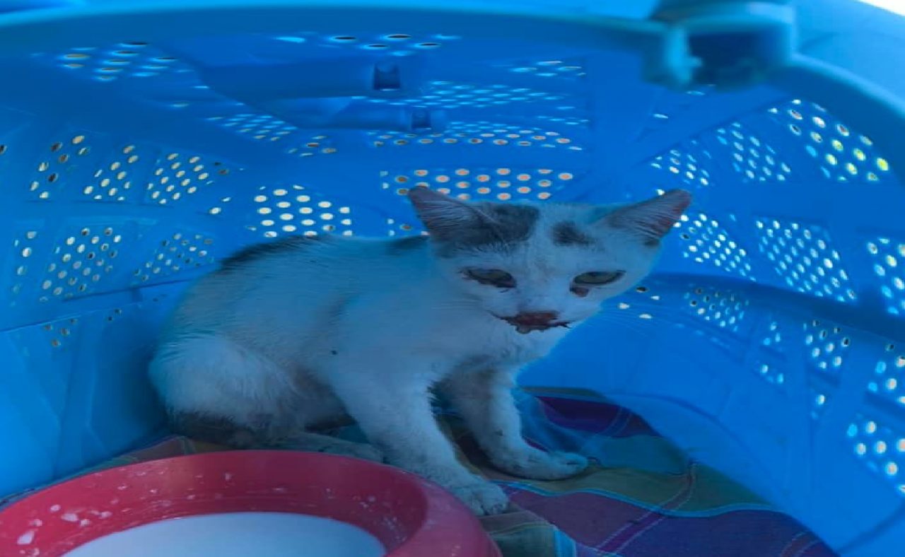 Strage alla colonia felina di Spino, avvelenamento di massa?