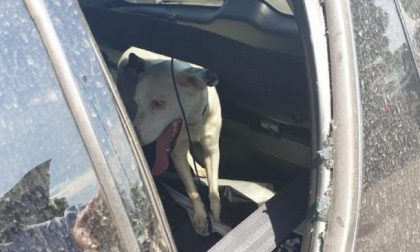 Cane prigioniero nell'auto che è un "forno": lo liberano i vigili
