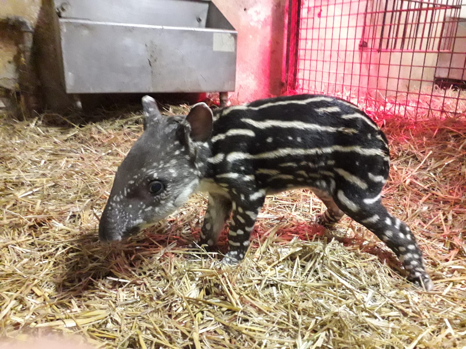 ParcoLeCornelle_Lodi_ tapiro_2019 (1)