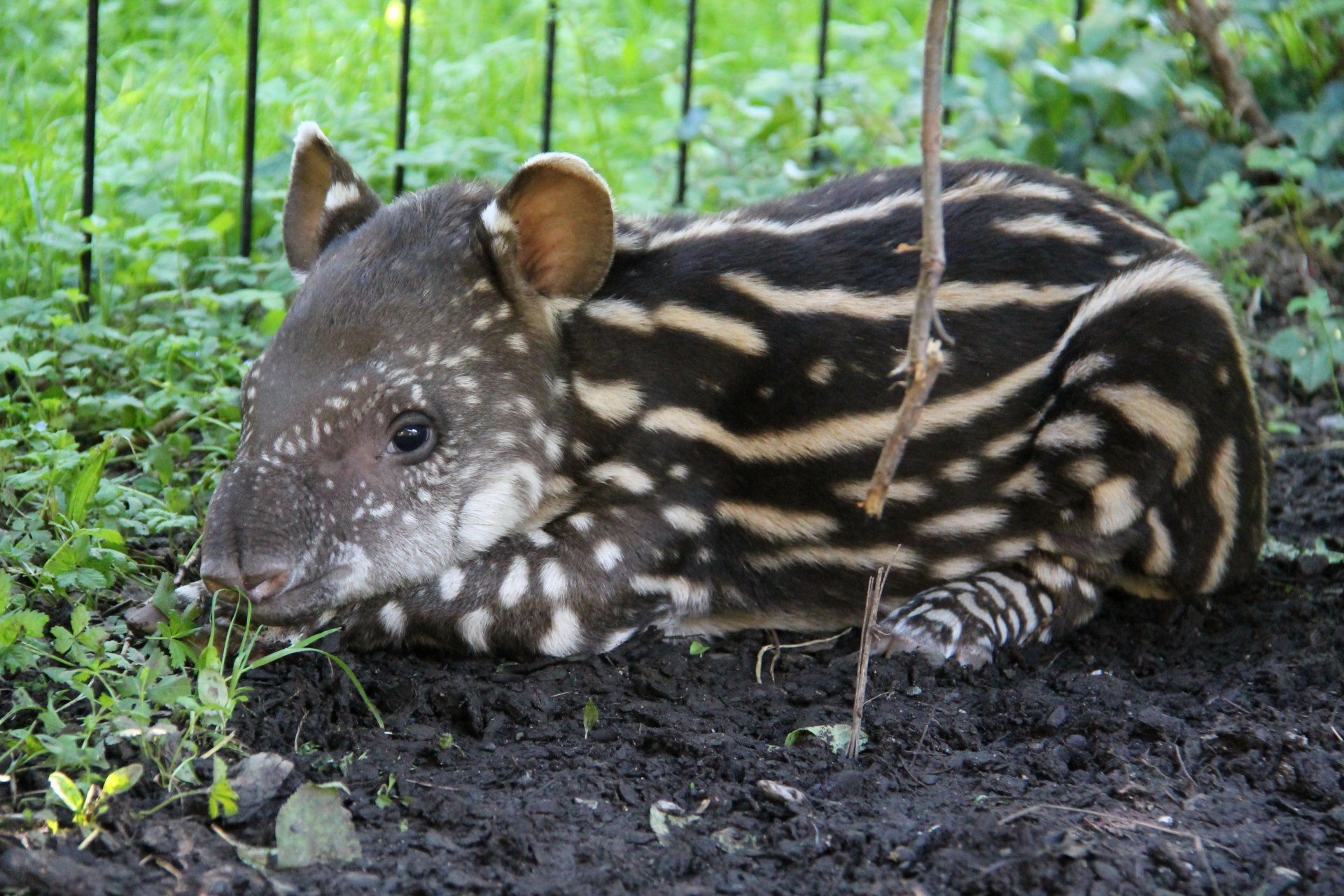 ParcoLeCornelle_Lodi_ tapiro_2019 (2)