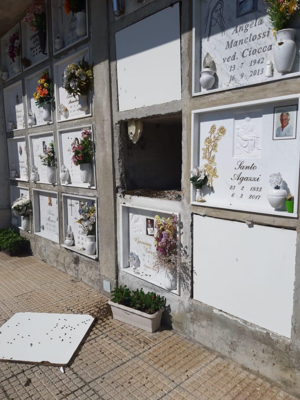 Api, vespe o calabroni al cimitero di Gradella? Scoppia la polemica FOTO