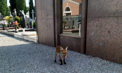 Una volpe a spasso per Treviglio FOTO