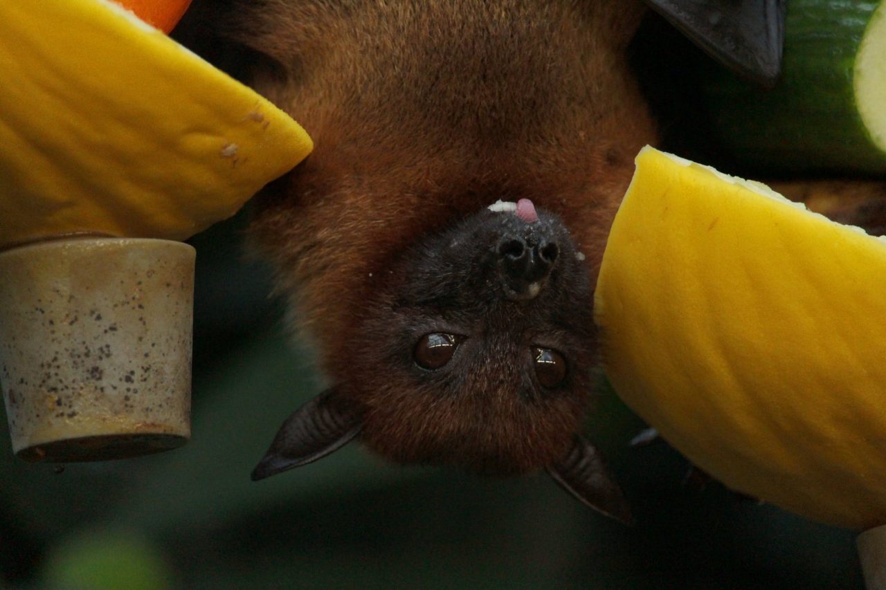 Gli amici pipistrelli e la lotta alle zanzare: se ne parla a Treviglio