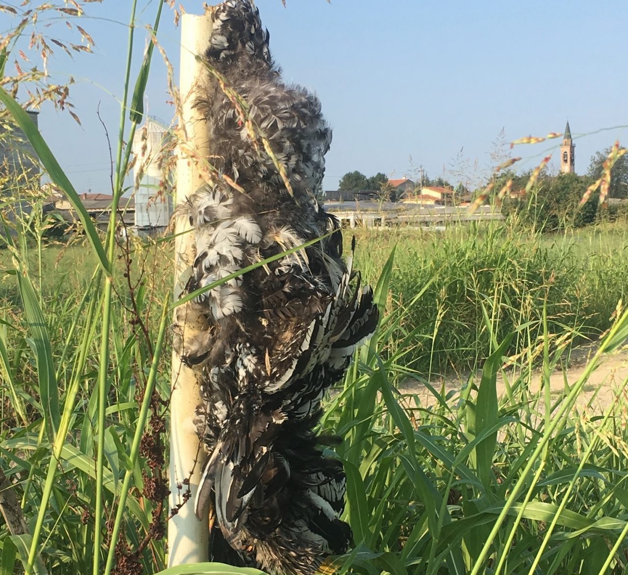 Volatile appeso al palo, nuovo agghiacciante ritrovamento a Pagazzano