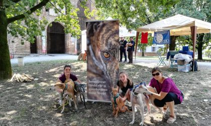 Dopo le torture in Spagna la cagnolina Leia cerca casa in Italia
