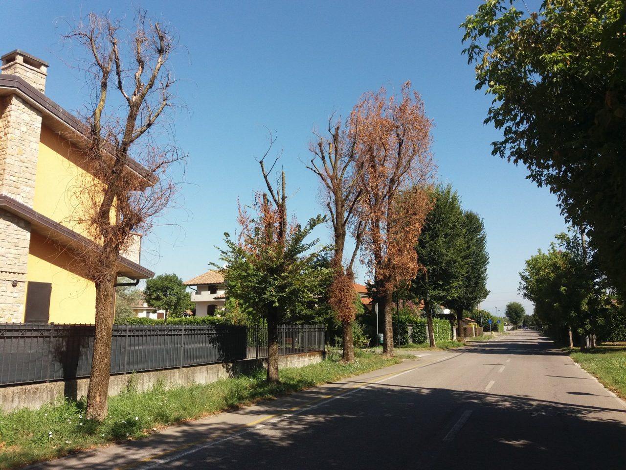 Olmi seccati: forse sono stati avvelenati