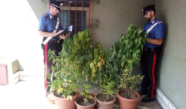 Coltiva marijuana in cortile, i vicini fanno la “spia” e lui viene arrestato