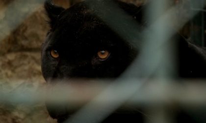 "Aiuto, ho visto una pantera": avvistato il felino nel Cremonese