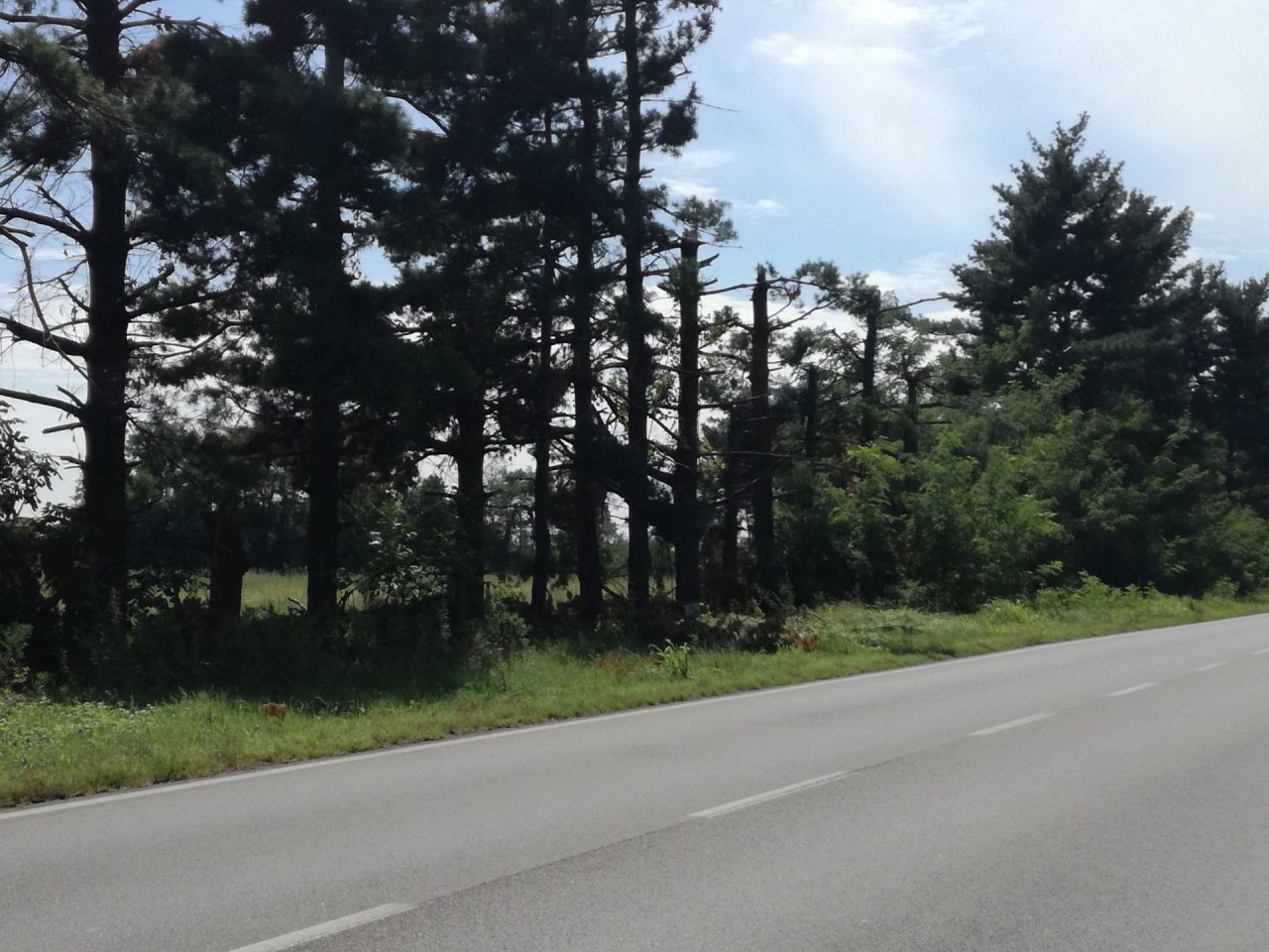 Strage di alberi lungo la Sp 104