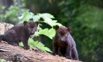 Sono nati due cuccioli di pantera nera alle "Cornelle" VIDEO