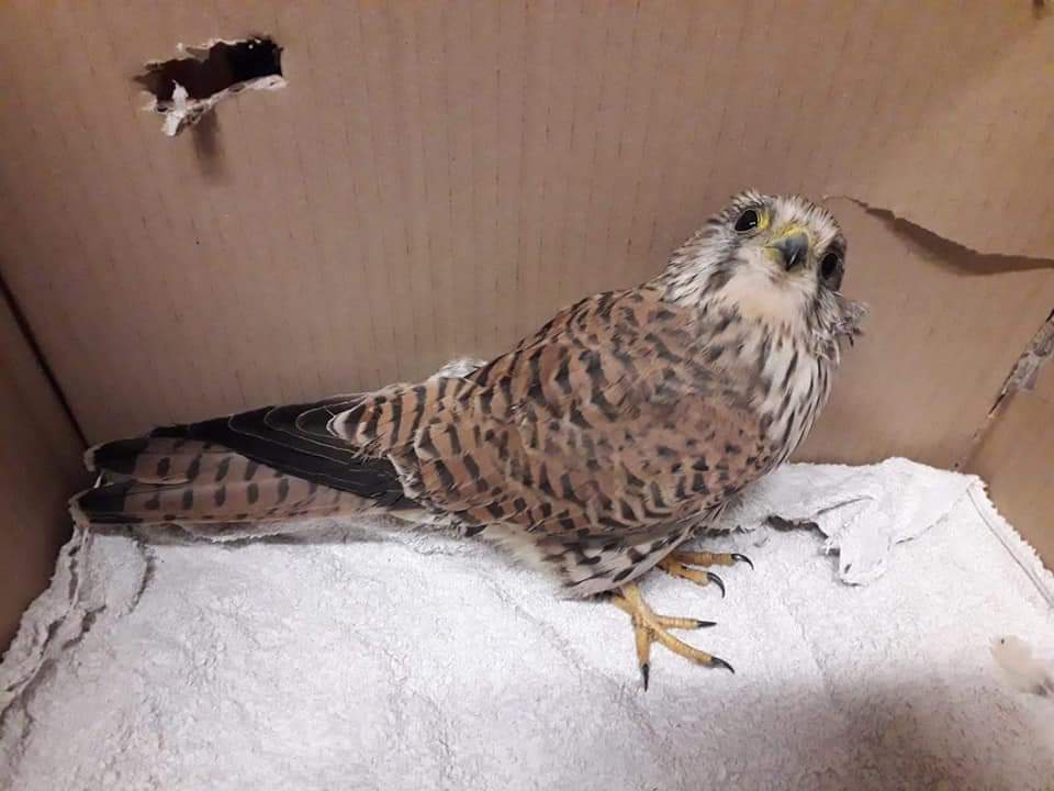 Rapace ferito, salvato dal Comitato tutela ambiente di Fara