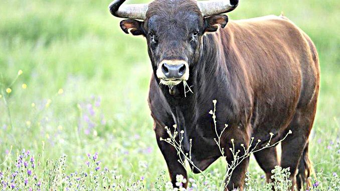 Travolto da un toro, macellaio ricoverato in ospedale