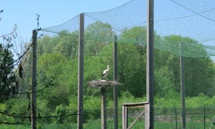 Cresce il centro cicogne del Parco del Serio