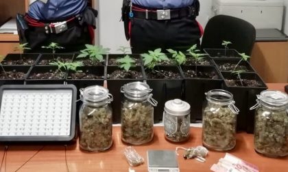 In salotto una serra di marijuana, arrestato operaio 32enne