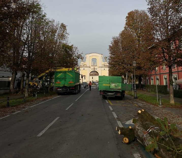 Castagni pericolosi sul viale: abbattuti 9 su 12