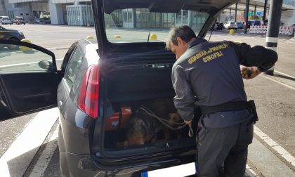 Dogana svizzera, cane poliziotto fiuta… banconote