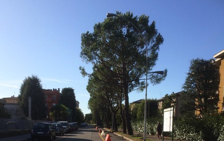 Abbattuti quindici pini in via della Pace