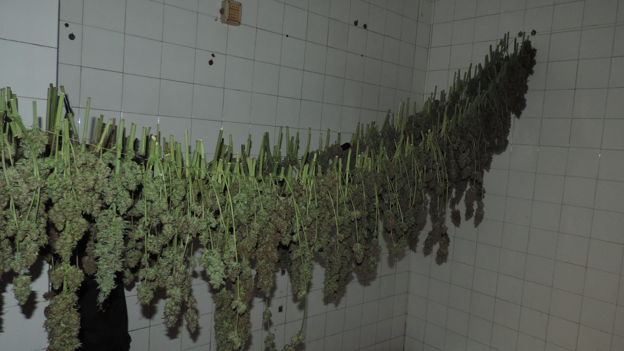 Scoperta una serra per la marijuana: arresti e denunce nella Bassa