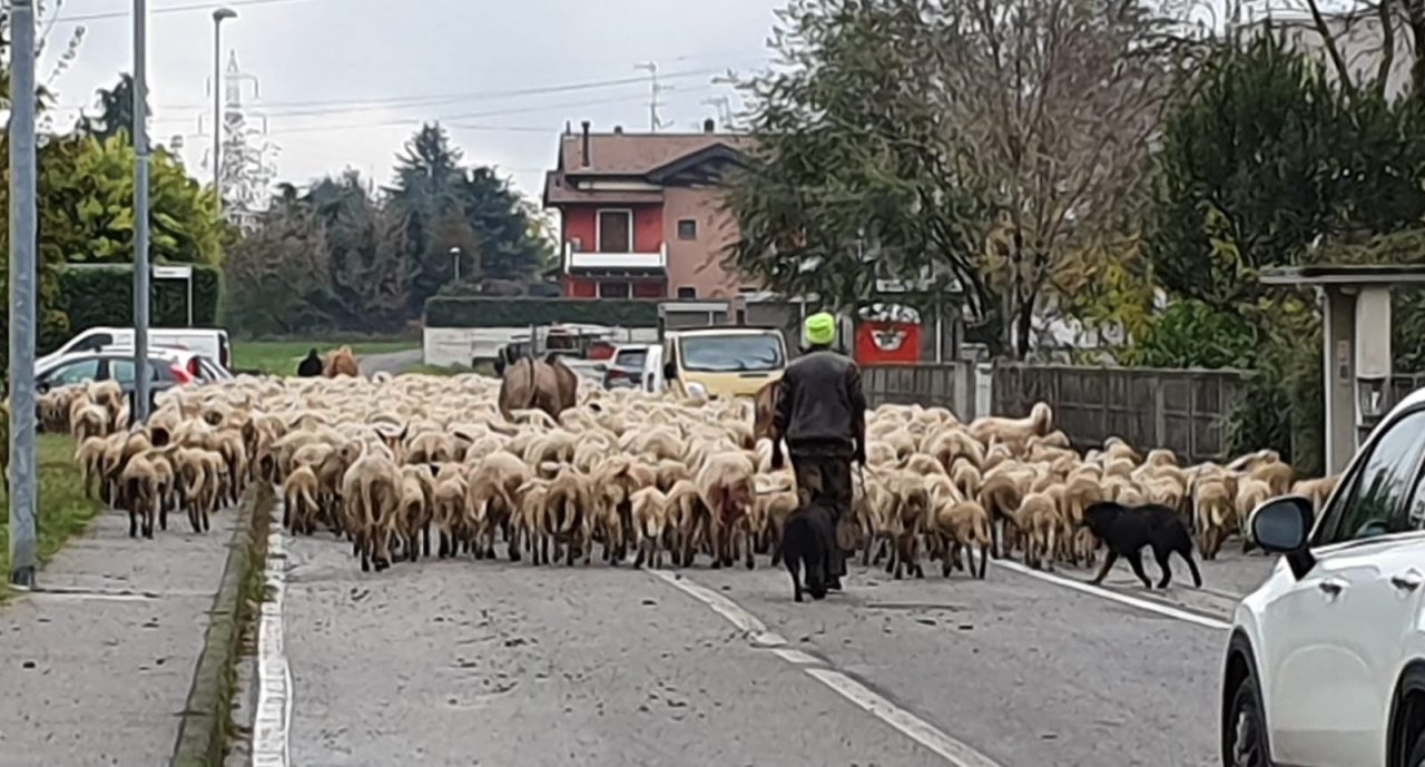 L’Unesco dichiara la transumanza “patrimonio dell’Umanità”