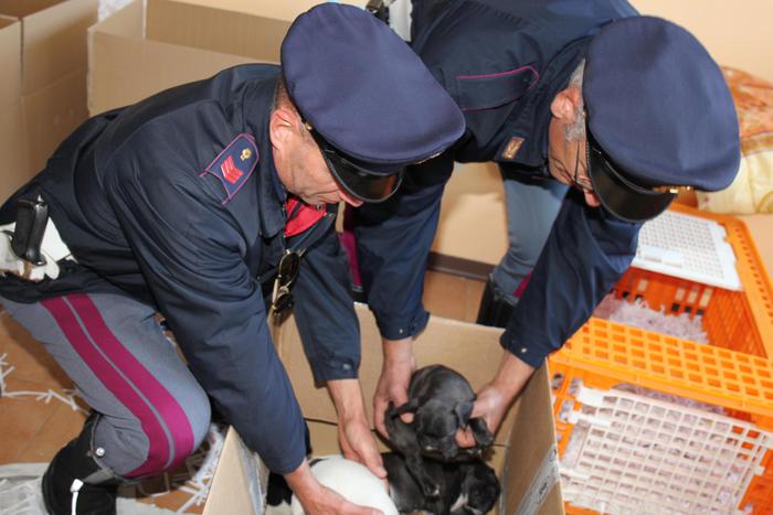 “Io, perseguitato dagli animalisti”. Otto anni dopo il sequestro, parla l’allevatore di Ghisalba