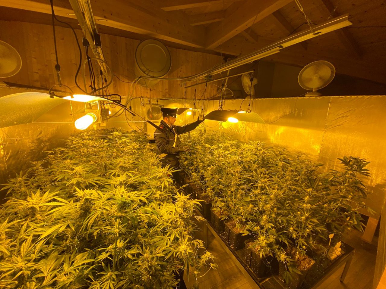 Oltre 300 piante di marijuana coltivate in casa, tre arresti