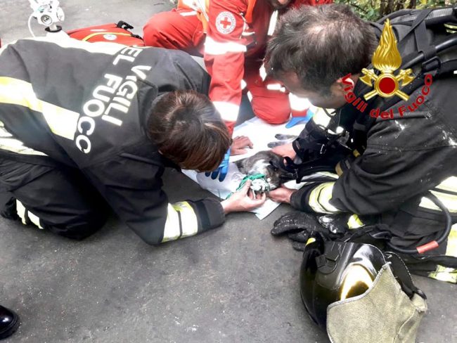 Incendio in casa: pompieri salvano gatto privo di conoscenza
