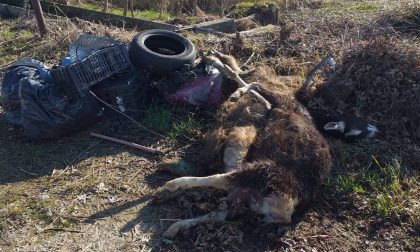 Carcasse di animali abbandonate per strada