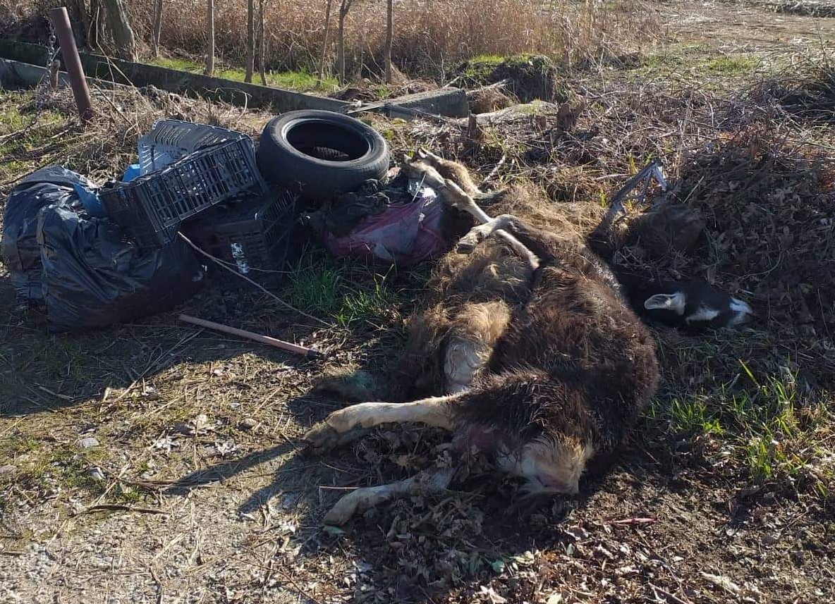 Carcasse di animali abbandonate per strada