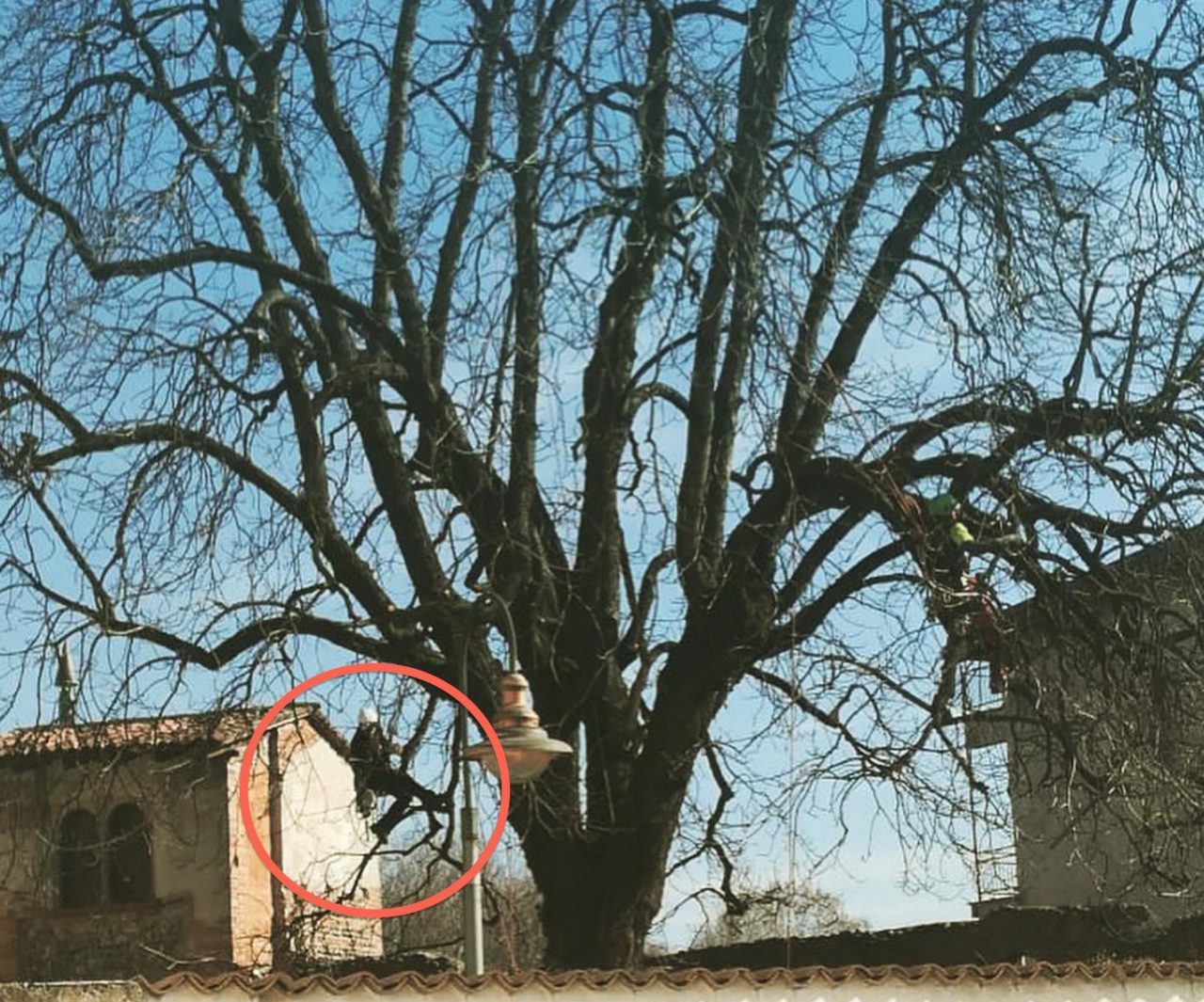 Taglio degli alberi a Cologno, si ricorre alla tecnica del tree climbing
