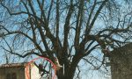 Taglio degli alberi a Cologno, si ricorre alla tecnica del tree climbing