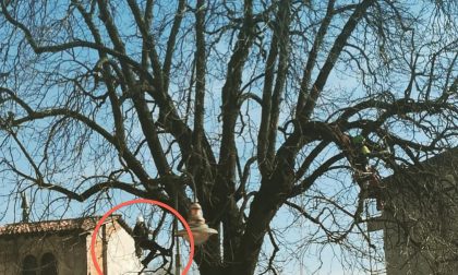 Taglio degli alberi a Cologno, si ricorre alla tecnica del tree climbing