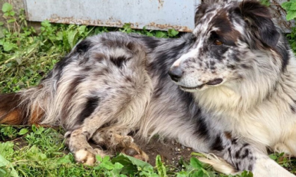 Due cani spariti dalla cascina Tiraboschi: "Temo li abbiano rubati o avvelenati"