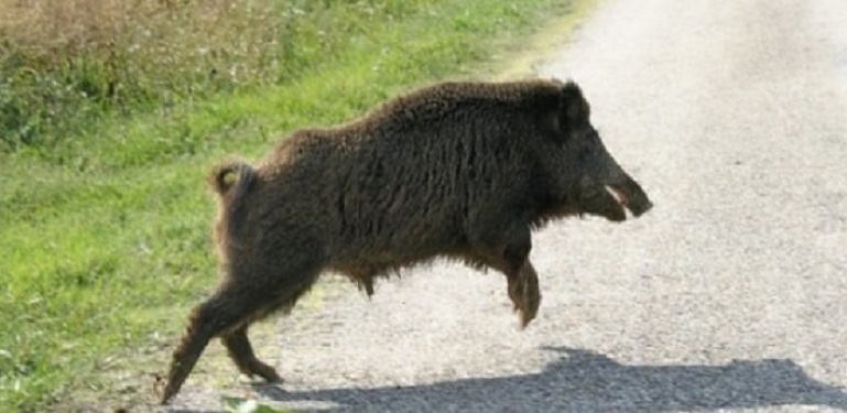 Cinghiale libero nei campi, è il primo nella Bassa