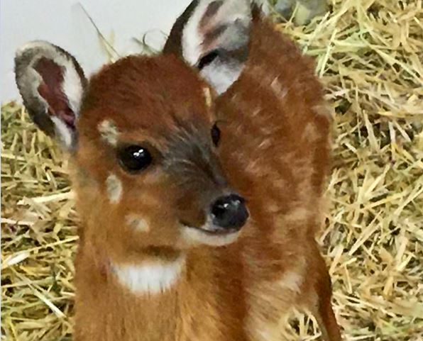 Fiocco rosa a Le Cornelle: la cucciola cerca nome FOTO