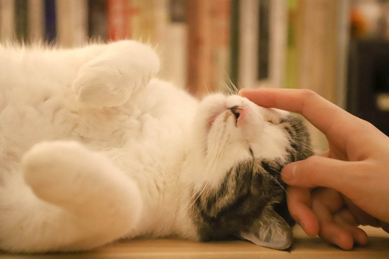 Avere un gatto in casa fa bene alla salute… lo dice la scienza!