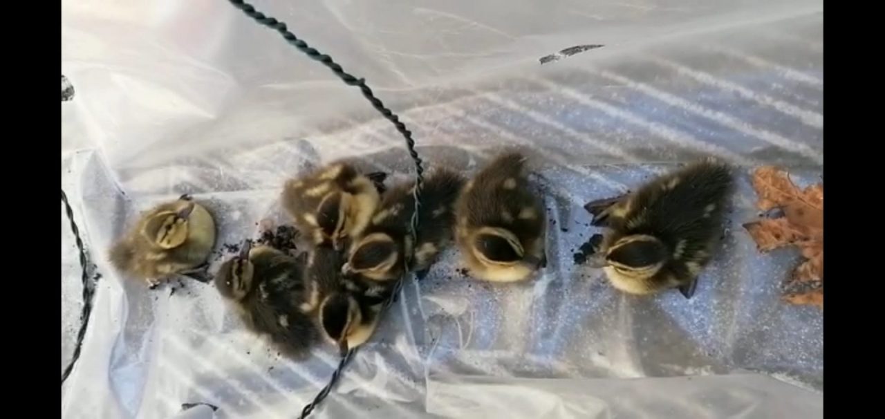 Salva sette anatroccoli da un tombino il giorno di Pasqua VIDEO