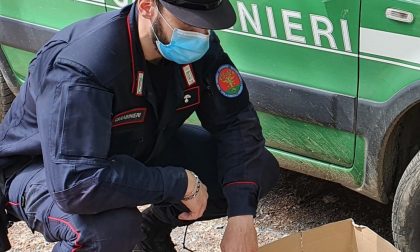 Cremona: i Carabinieri Forestali di Crema salvano una tartaruga