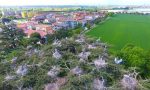 Gli ibis sacri minacciano i cedri secolari del parco di Verdello