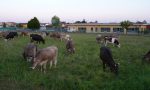 A Cavernago l'erba la tagliano le mucche (e il Comune risparmia)