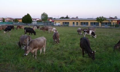 A Cavernago l'erba la tagliano le mucche (e il Comune risparmia)