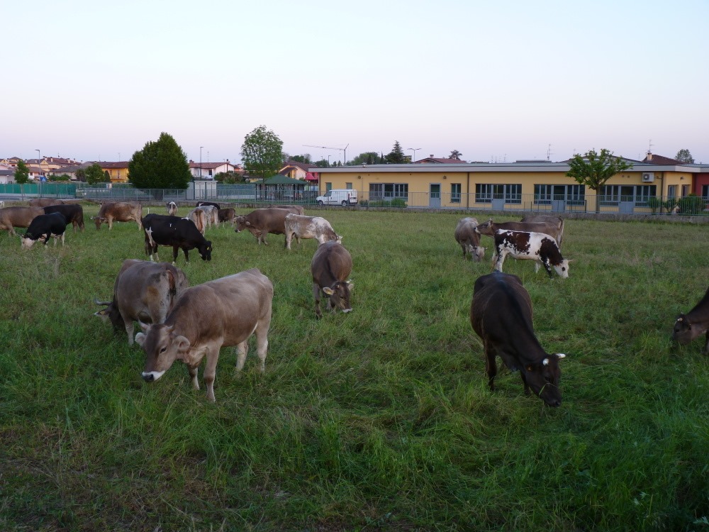 A Cavernago l’erba la tagliano le mucche (e il Comune risparmia)