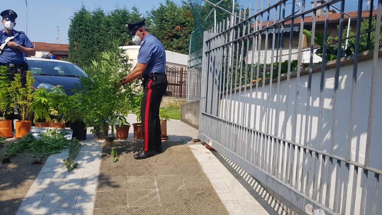 Verdellino, coltiva cannabis in casa, denunciato 61enne