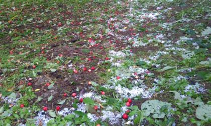 Grandinata in Bergamasca, frutta distrutta e vigneti rovinati FOTO