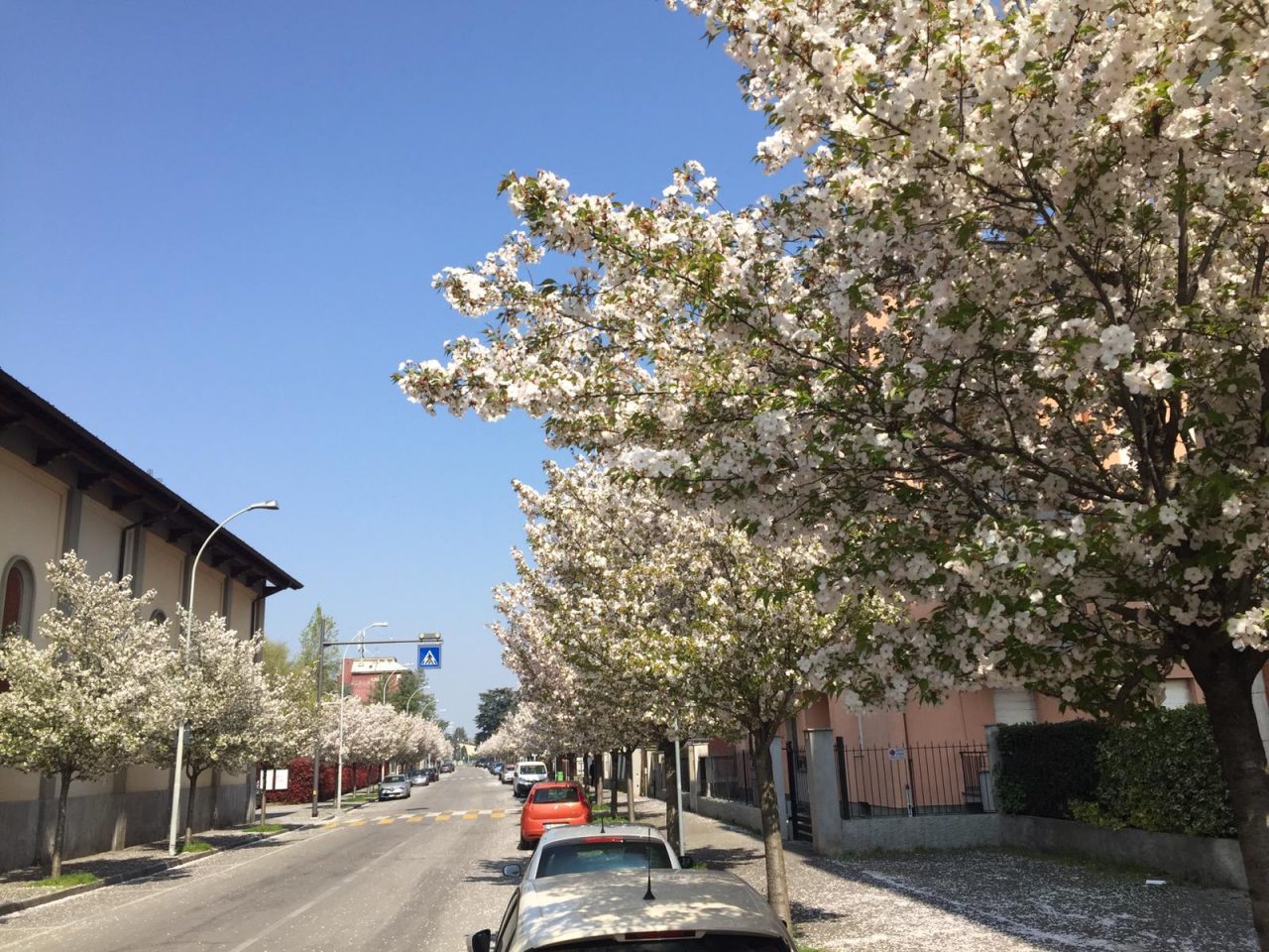 Treviglio, in arrivo 350 nuovi alberi in città, ecco dove