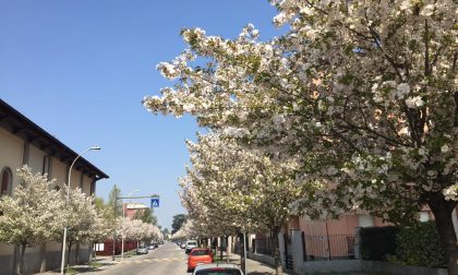 Treviglio, in arrivo 350 nuovi alberi in città, ecco dove