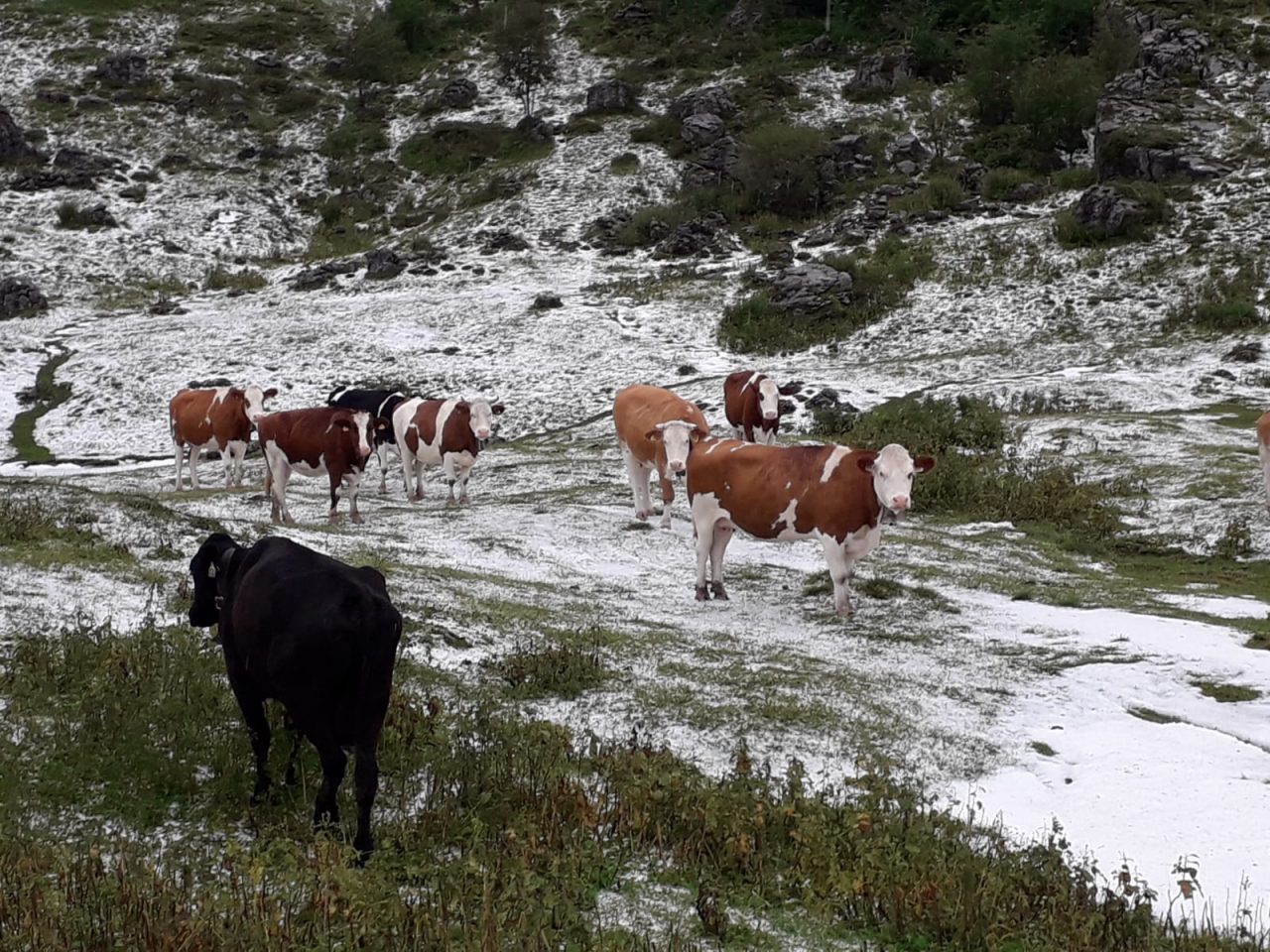 Pioggia, grandine e vento: in diverse zone della pianura spianato il mais pronto per raccolta