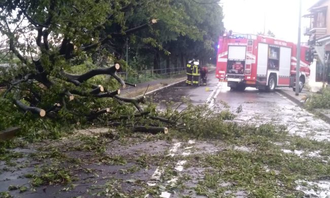Il maltempo a Cassano fa strage di alberi