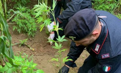 In un terreno agricolo scoperte dai carabinieri 40 piante di marijuana