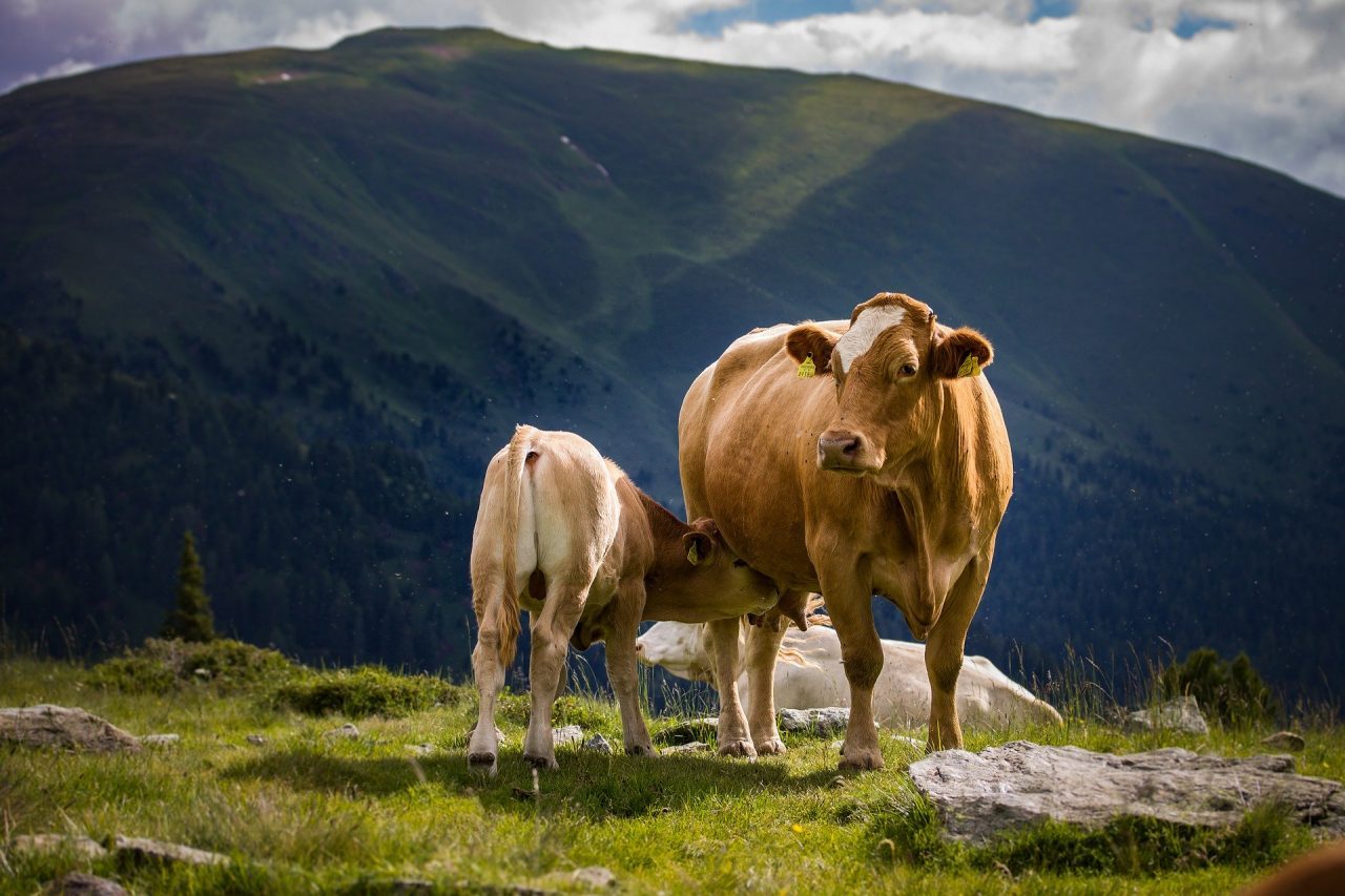 Escursioni in montagna