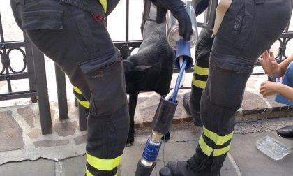 Cane si incastra nel cancello: salvato dai Vigili del fuoco FOTO